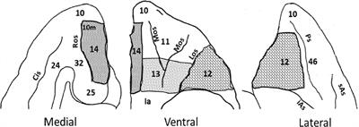 Damage to Orbitofrontal Areas 12 and 13, but Not Area 14, Results in Blunted Attention and Arousal to Socioemotional Stimuli in Rhesus Macaques